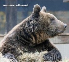 Merzbow - Wildwood - CD