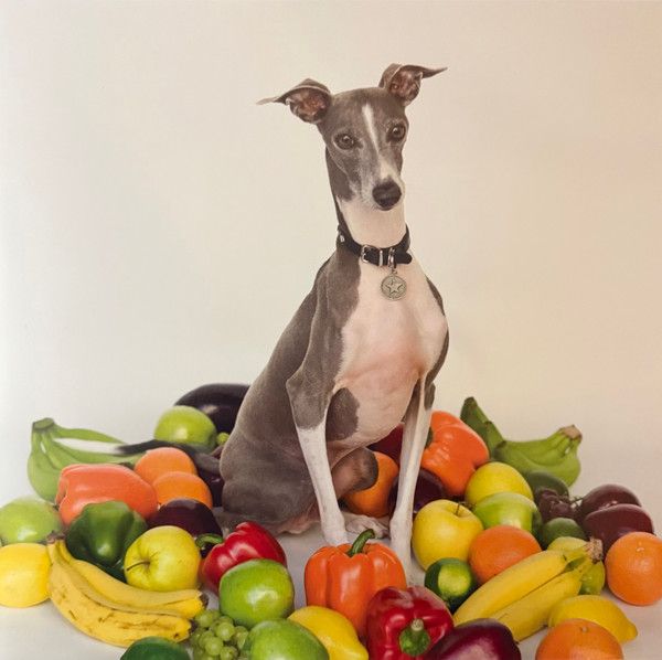 Shellac - Excellent Italian Greyhound - LP